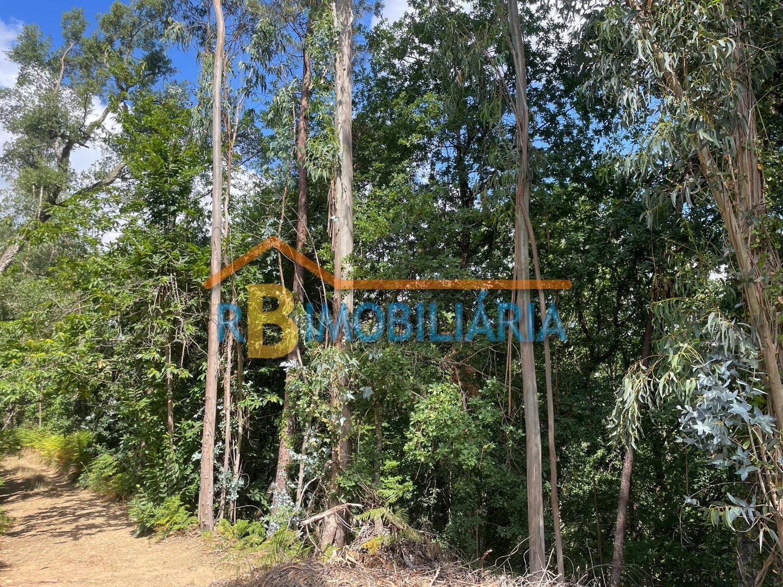 Quinta da Lomba – Rossas, Arouca
